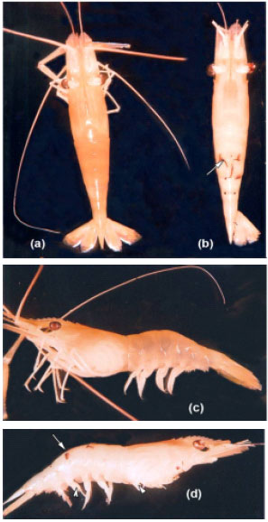 Image for - Studies on Diseased Freshwater Prawn Macrobrachium rosenbergii Infected with Vibrio vulnificus