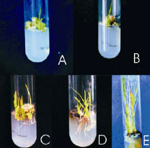 Image for - Callus Induction and in vitro Plant Regeneration of Rice (Oryza sativa L.) Under Various Conditions