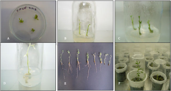 Image for - Direct in vitro Regeneration of Lentil (Lens culinaris Medik.)