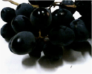 Image for - Free Radical Scavenging and Lipid Peroxidation Activity of the Shahani  Black Grape