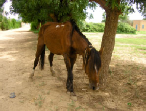 Image for - Staphylococcus aureus Isolated from a Horse in a Sudden Death Condition in Kassala State, Eastern Sudan