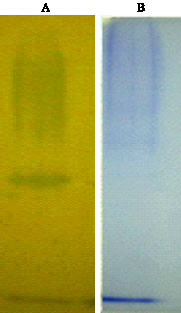 Image for - Evaluation of Dyes Decolourisation by the Crude Enzyme from Pleurotus sajor-caju Grown on Sorghum Seed Media