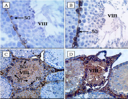 Image for - Dexamethasone Effects on Fas Ligand Expression in Mouse Testicular Germ Cells