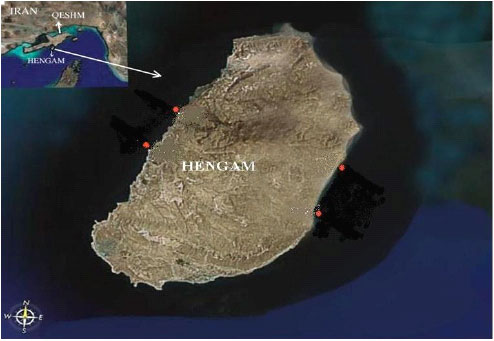 Image for - First Record of Sponge Distribution in the Persian Gulf, (Hengam Island, Iran)