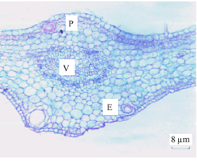 Image for - Some Morphological and Anatomical Studies of Leaves and Flowers of Murraya  paniculata (Jack) Linn. in vivo and in vitro