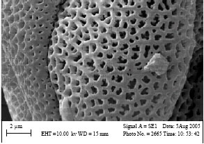 Image for - Anatomical and Pollen Ornamentation Study on Hymenocrater species in North East of Iran
