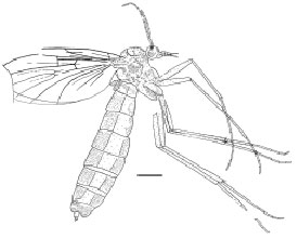 Image for - Three New Species of Mesosciophilid Gnats from the Middle-Late Jurassic of China (Insecta: Diptera: Nematocera: Mesosciophilidae)