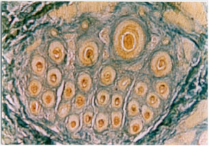 Image for - Seasonal Hair Follicle Cycle of Camelus dromedarius