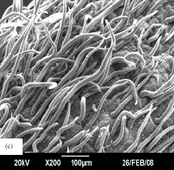 Image for - The Study on Foliar Micromorphology of Hippobromus pauciflorus Using Scanning Electron Microscope