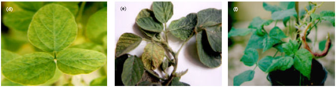 Image for - Detection and Some Properties of Cowpea mild mottle virus Isolated from Soybean in Iran