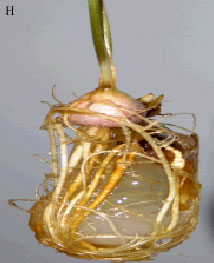 Image for - In vitro Study on Regeneration of Gladiolus grandiflorus Corm Calli as Affected by Plant Growth Regulators