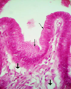 Image for - Assessment of Chronic Gastritis in Pet Dogs and its Relation with Helicobacter-Like Organisms