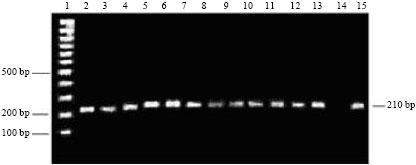 Image for - Isolation and Identification of Mycobacterium avium Subsp. paratuberculosis from Milk, Manure and Fecal Samples of Holstein-Friesian Dairy Cattle
