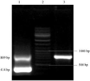 Image for - Designing and Introduce a Diagnostic Kit for Detection of White Spot Syndrome Virus in Cultured Penaeus indicus in Iran