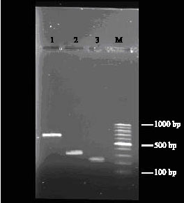 Image for - Molecular Identification of Streptococcus equi  subsp. Equi and Streptococcus equi subsp. zooepidemicus  in Nasal Swabs Samples from Horses Suffering Respiratory Infections  in Iran
