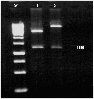Image for - Expression of Bovine leukemia virus p24 Protein in Bacterial  Cell