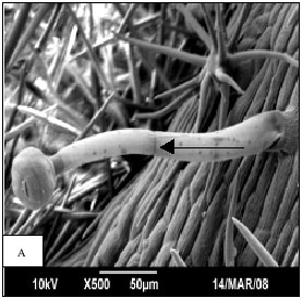 Image for - Foliar Micromorphology of Hermannia icana Cav.