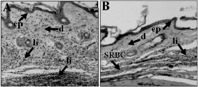 Image for - Suppression of T and B Cell Responses by Pterodon pubescens  Seeds Ethanolic Extract