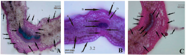 Image for - Morphological and Anatomical Studies on Ziziphora clinopodioides Lam. (Labiatae)