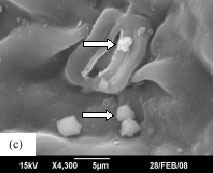 Image for - The Study on Foliar Micromorphology of Hippobromus pauciflorus Using Scanning Electron Microscope