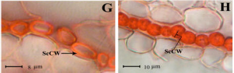 Image for - Drought Stress Effects on Root Anatomical Characteristics of Rice Cultivars (Oryza sativa L.)