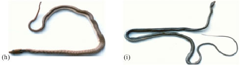 Image for - Diversity of Snakes from the Jaffna Peninsula, Sri Lanka