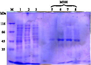 Image for - Isomalt Production by Cloning, Purifying and Expressing of the MDH Gene From Pseudomonas fluorescens DSM 50106 in Different Strains of E. coli