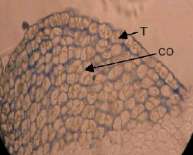 Image for - Ultrastructural Changes in Shoot Apical Meristem of Canola (Brassica napus cv. Symbol) Treated with Sodium Chloride