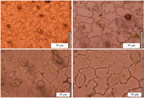 Image for - Tetraploid Induction of Hyoscyamus muticus L. using Colchicine Treatment