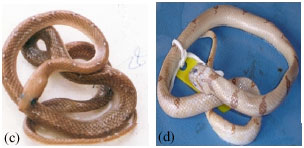 Image for - Diversity of Snakes from the Jaffna Peninsula, Sri Lanka