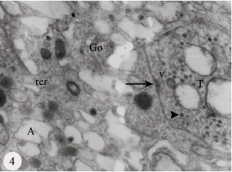 Image for - The Study of Adrenal Chromaffin of Fish, Carassius auratus (Toleostei)