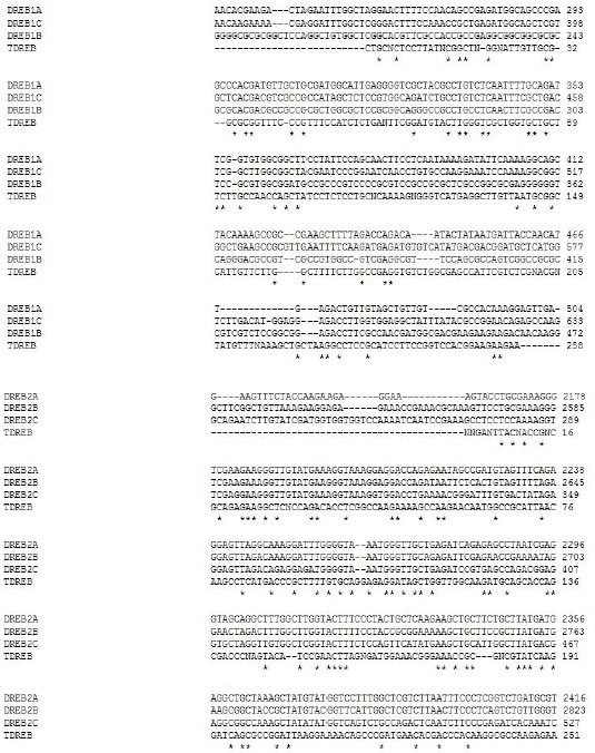 Image for - Identification of DREB Homologous Genes in Bread Wheat via CODEHOP PCR Primer Design