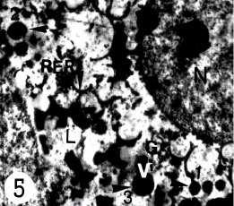 Image for - The Study of Vitelline Gland of Haploporus lateralis (Digenea: Trematoda)