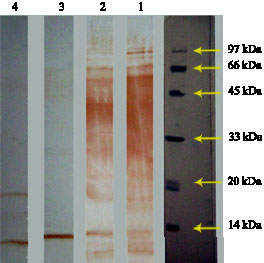 Image for - Comparison of Heat Shock Response in Brucella abortus and Brucella melitensis