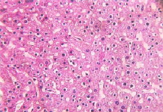 Image for - Histological and Haematological Disturbance Caused by Arsenic Toxicity in Mice Model