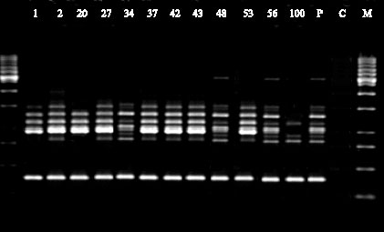Image for - Comparison of Random Amplified Polymorphic DNA Markers and Morphological Characters in Identification of Homokaryon Isolates of White Button Mushroom (Agaricus bisporus)