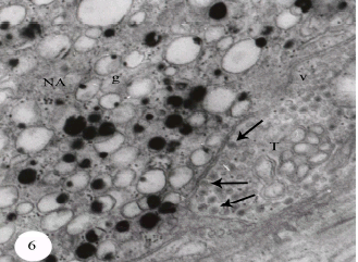 Image for - The Study of Adrenal Chromaffin of Fish, Carassius auratus (Toleostei)