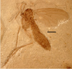 Image for - Three New Species of Mesosciophilid Gnats from the Middle-Late Jurassic of China (Insecta: Diptera: Nematocera: Mesosciophilidae)
