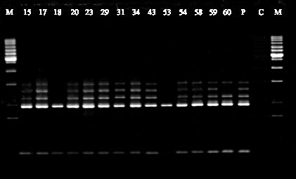 Image for - Comparison of Random Amplified Polymorphic DNA Markers and Morphological Characters in Identification of Homokaryon Isolates of White Button Mushroom (Agaricus bisporus)