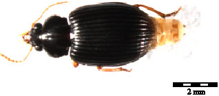 Image for - The Ground Beetle Fauna (Coleoptera: Carabidae) of Kenyir Water  Catchment, Terengganu, Peninsular Malaysia