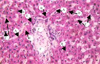 Image for - Histological and Haematological Disturbance Caused by Arsenic Toxicity in Mice Model