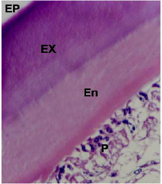Image for - Studies on Diseased Freshwater Prawn Macrobrachium rosenbergii Infected with Vibrio vulnificus