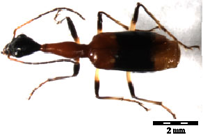 Image for - The Ground Beetle Fauna (Coleoptera: Carabidae) of Kenyir Water  Catchment, Terengganu, Peninsular Malaysia