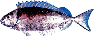 Image for - Postsynaptic Alpha 2-Adrenoceptors Mediate Melanosome Aggregation in Melanophores of the White-Spotted Rabbitfish (Siganus canaliculatus)
