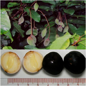 Image for - Proximate Analysis and Physico-Chemical Properties of Flour from the Seeds of the China Chestnut, Sterculia monosperma Ventenat
