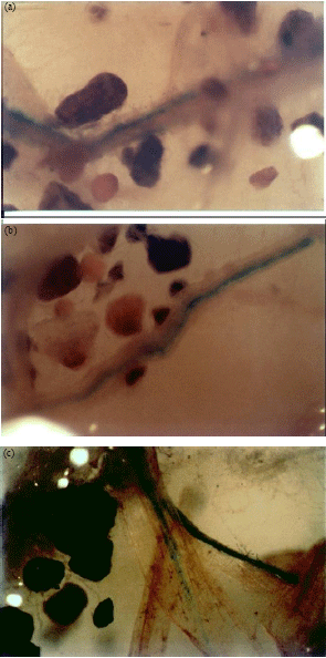 Image for - Cross Interaction of Pseudomonas putida and Glomus intraradices and its Effect on Wheat Root Colonization