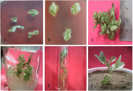 Image for - In vitro Callus Induction and Plant Regeneration From Withania coagulans: A Valuable Medicinal Plant