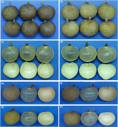 Image for - Control of Rotting and Browning of Longan Fruit cv. Biew Kiew after Harvested by Sulphur Dioxide Treatment under Various Storage Temperatures