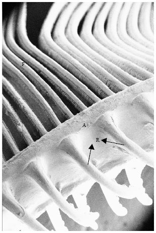 Image for - Gills of the Snow Trout, Schizothorax curvifrons Heckel: A SEM Study