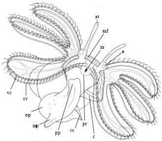 Image for - Seasonal Variation in Growth and Survival of Strombus canarium (Linnaeus, 1758) Larvae